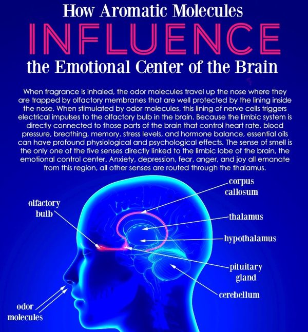 How to use Essential Oils & their effects on our brain OCO Life Pioneering Innovative